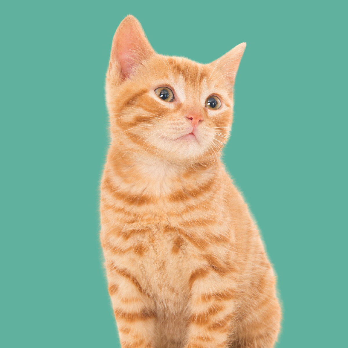 Planos para gatos — Bem Estar Wulf