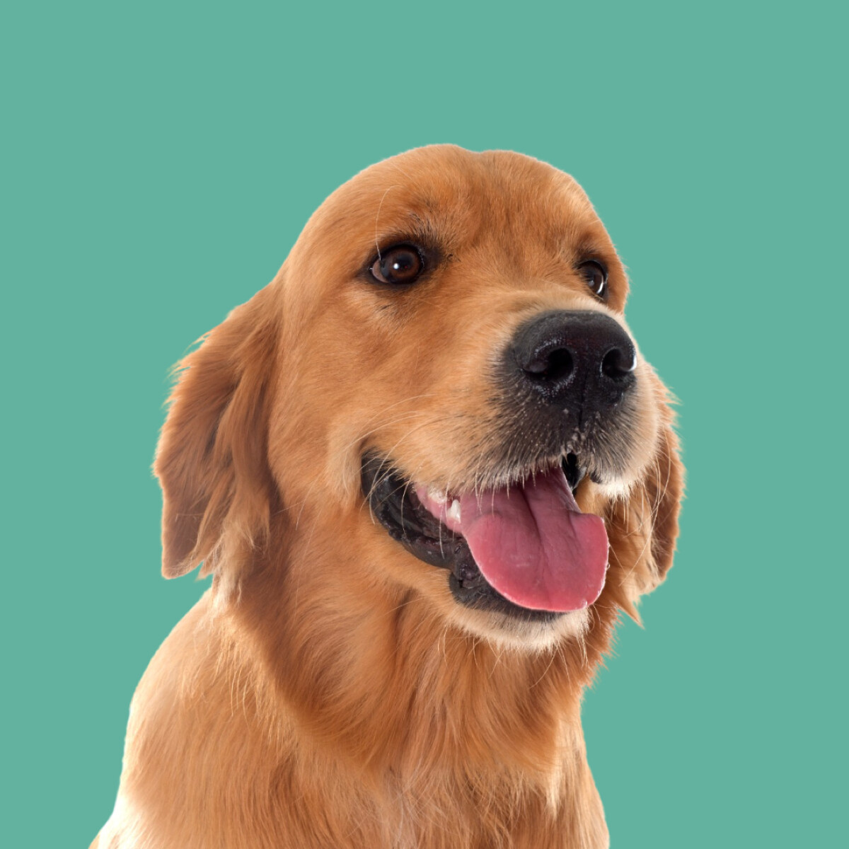 Planos para cães — Bem Estar Wulf