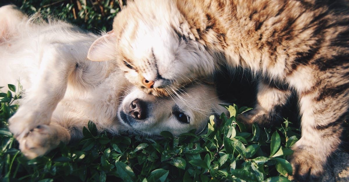 Cuidado veterinário Bem Estar Wulf